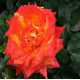 RÓŻA wielkokwiatowa czerwono różowa - sadzonki 20 / 30 cm